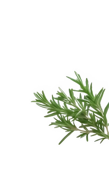 Decorative rosemary Rosemary decoration