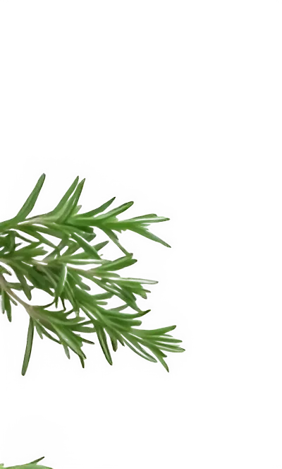 Decorative rosemary Rosemary decoration